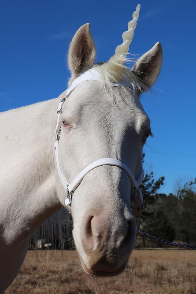 Unicorn pony rental NC - Rent unicorn pony from Carolina Fun Factory